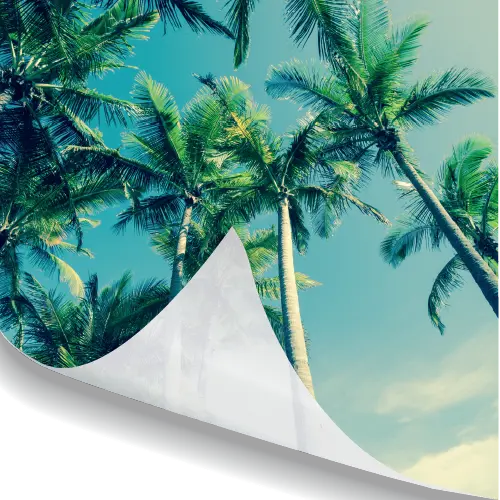 Soft Backlit / Lightbox